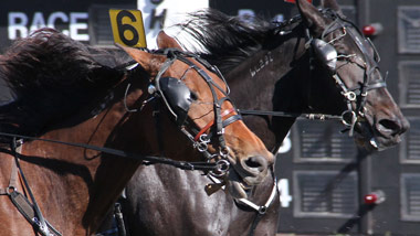 2 horses harness racing