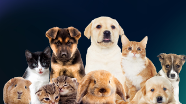 pet drive 2025