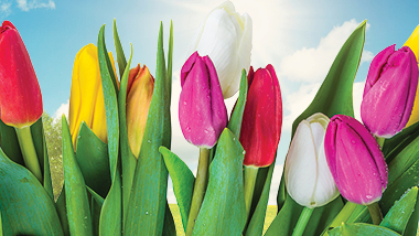 Blooming SlotPlay