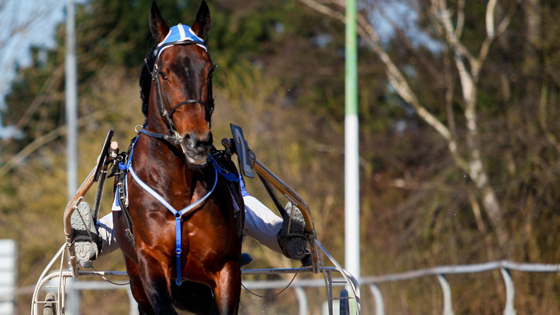 harness racing horse running towards camera